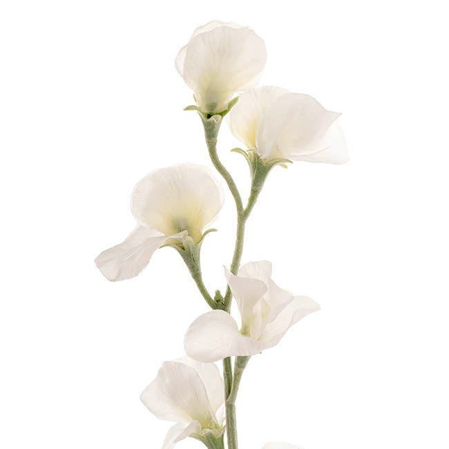 Sweet Pea Flower Stem White (63cmH)