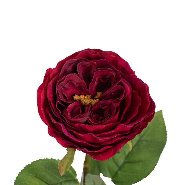 Austin Cabbage Rose Burgundy (10cmDx66cmH)