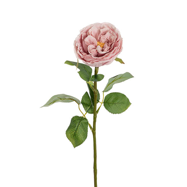 Austin Cabbage Rose Powder Pink (10cmDx66cmH)