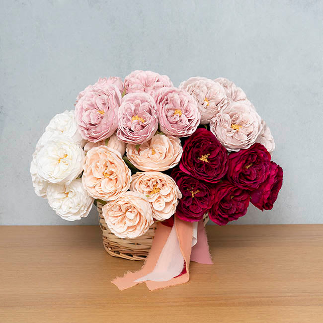 Austin Cabbage Rose Powder Pink (10cmDx66cmH)