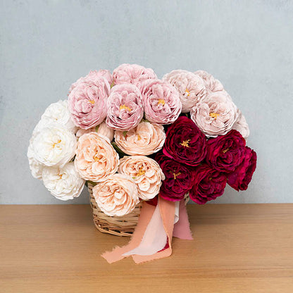 Austin Cabbage Rose Powder Pink (10cmDx66cmH)