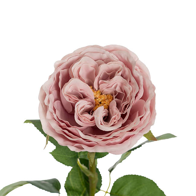 Austin Cabbage Rose Powder Pink (10cmDx66cmH)