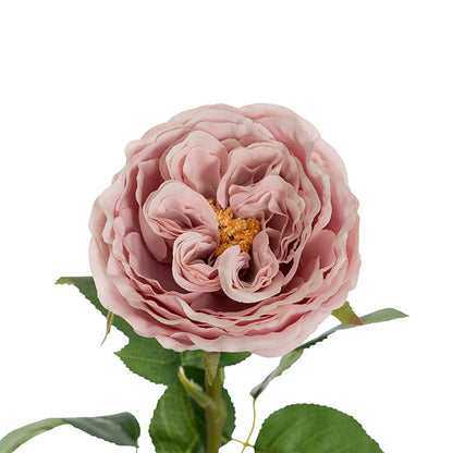 Austin Cabbage Rose Powder Pink (10cmDx66cmH)