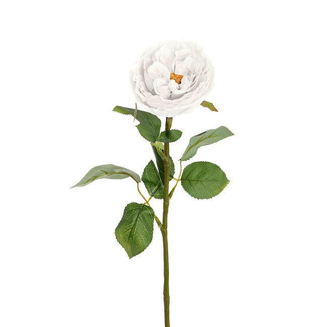 Austin Cabbage Rose White (10cmDx66cmH)