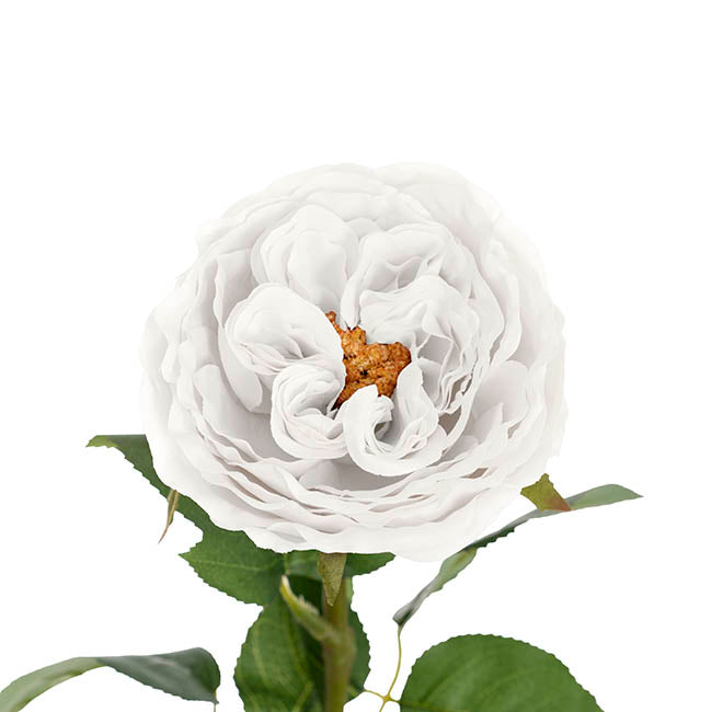 Austin Cabbage Rose White (10cmDx66cmH)