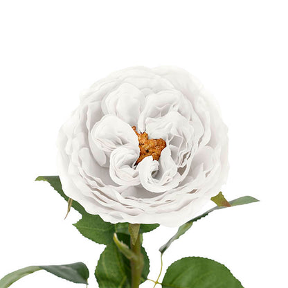 Austin Cabbage Rose White (10cmDx66cmH)