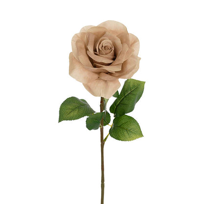 Holland Rose Open Deep Nude (15cmDx67cmH)