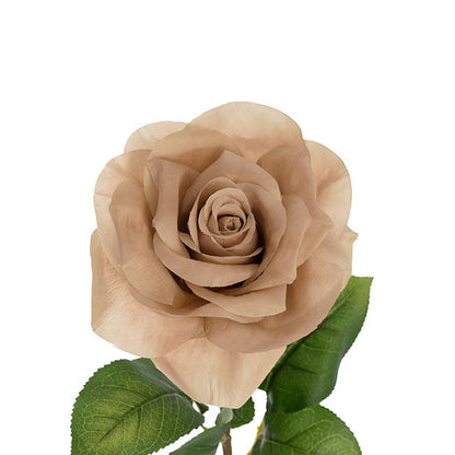 Holland Rose Open Deep Nude (15cmDx67cmH)