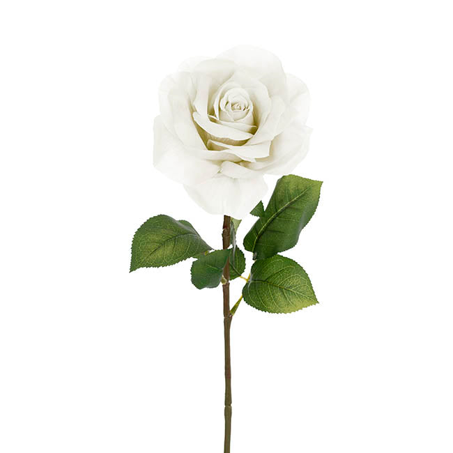 Holland Rose Open White (15cmDx67cmH)