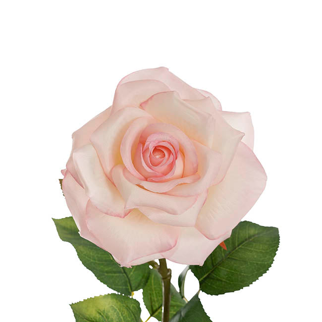 Holland Rose Open White Pink (15cmDx67cmH)