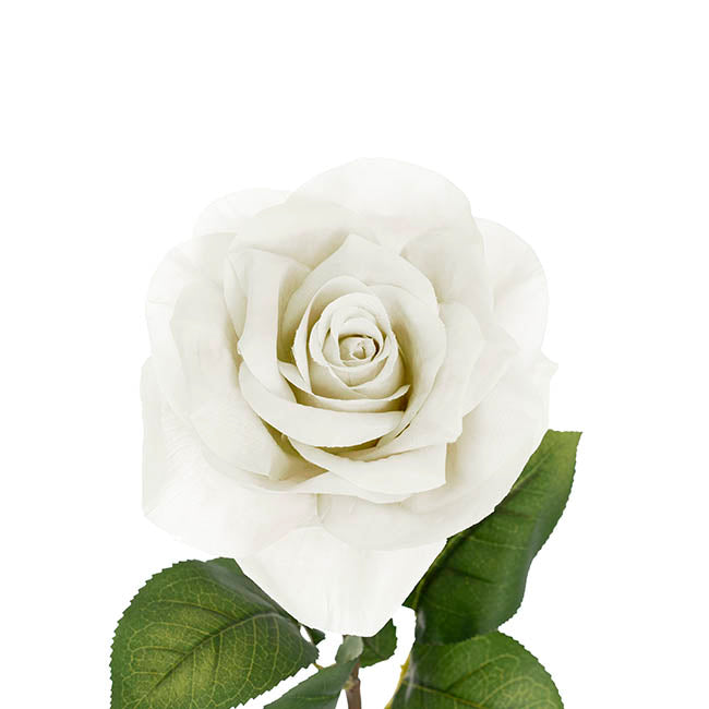 Holland Rose Open White (15cmDx67cmH)