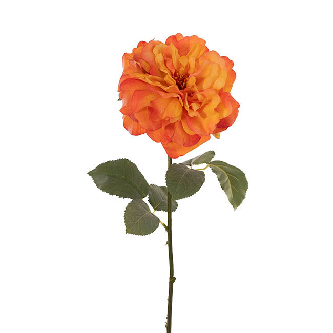 Rose Gruss An Aachen Stem
