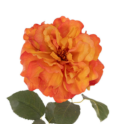 Rose Gruss An Aachen Stem Apriot (68cmH)