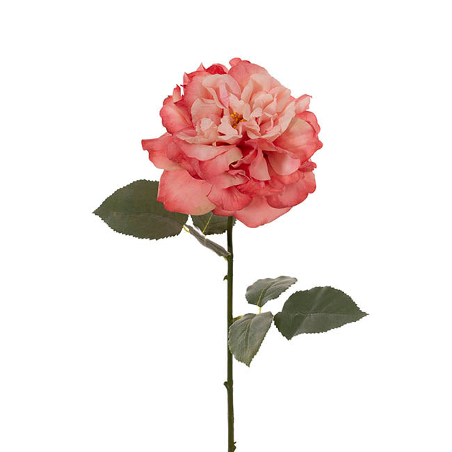 Rose Gruss An Aachen Stem Pink (68cmH)