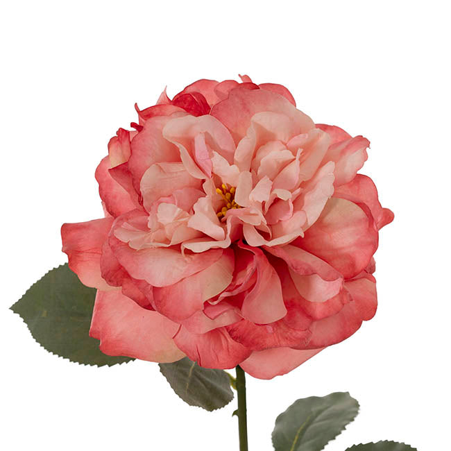 Rose Gruss An Aachen Stem Pink (68cmH)