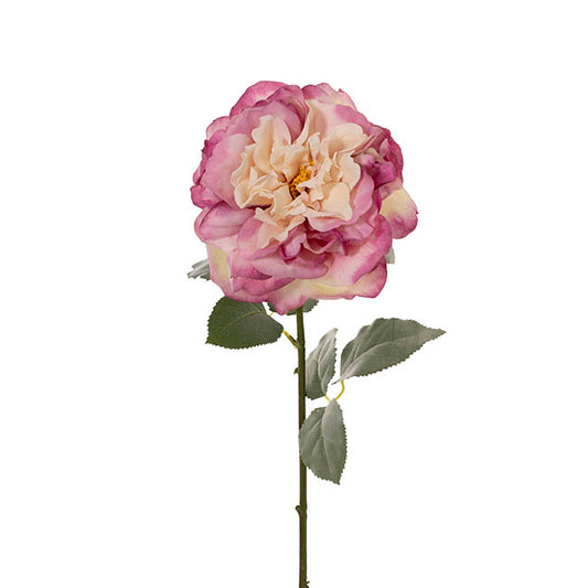 Rose Gruss An Aachen Stem Purple (68cmH)