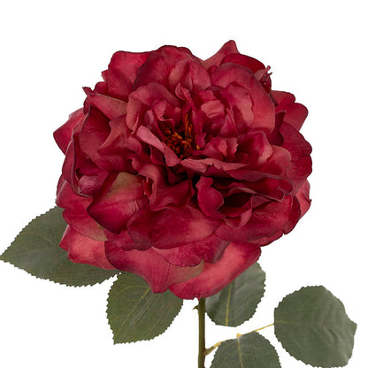 Rose Gruss An Aachen Stem Wine (68cmH)