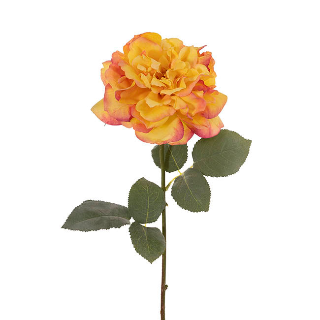 Rose Gruss An Aachen Stem Yellow (68cmH)