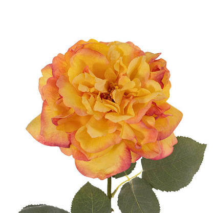 Rose Gruss An Aachen Stem Yellow (68cmH)