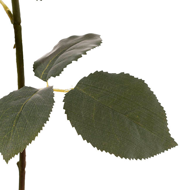 Rose Gruss An Aachen Stem Yellow (68cmH)