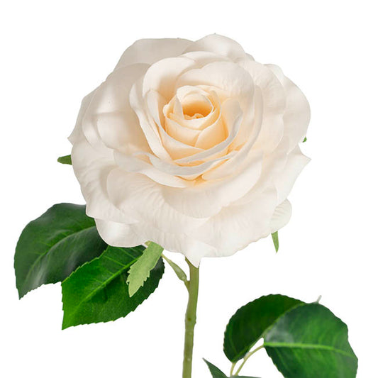 Miller Rose Open Real Touch Cream (9cmDx57cmH)