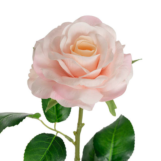 Miller Rose Open Real Touch Pale Pink (9cmDx57cmH)