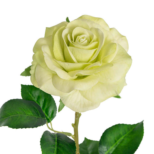 Miller Rose Open Real Touch Pale Green (9cmDx57cmH)