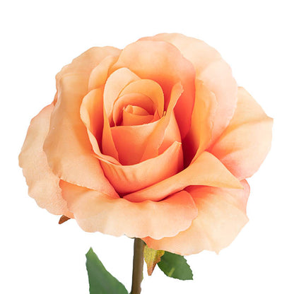 Siena Silk Rose Open Peach (67cmH)