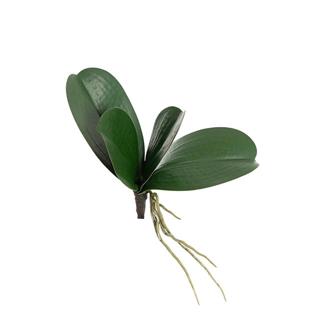 Orchid Leaf Root Spray Green (20cmH)