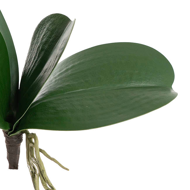 Orchid Leaf Root Spray Green (20cmH)