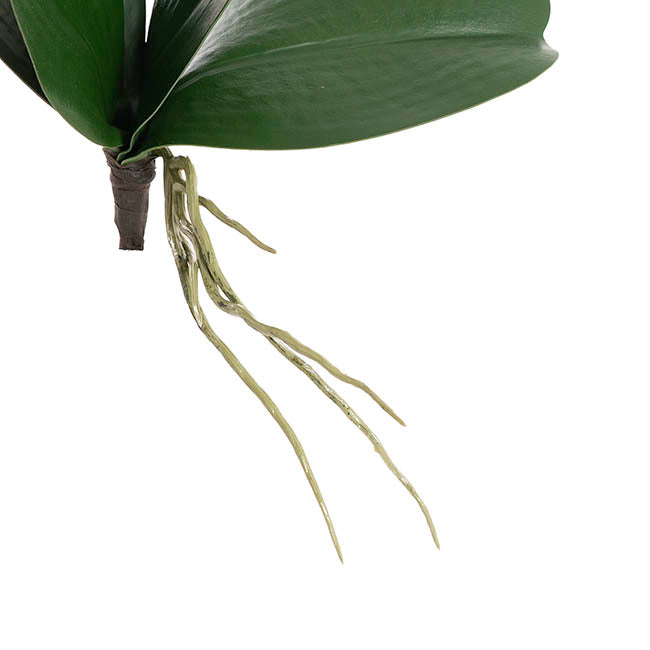 Orchid Leaf Root Spray Green (20cmH)