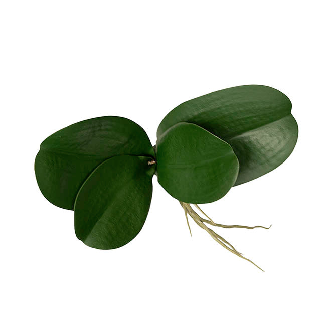 Orchid Leaf Root Spray Green (20cmH)