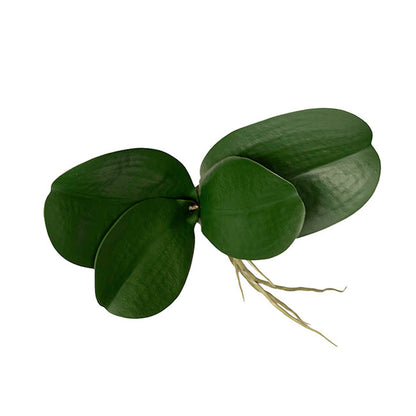 Orchid Leaf Root Spray Green (20cmH)
