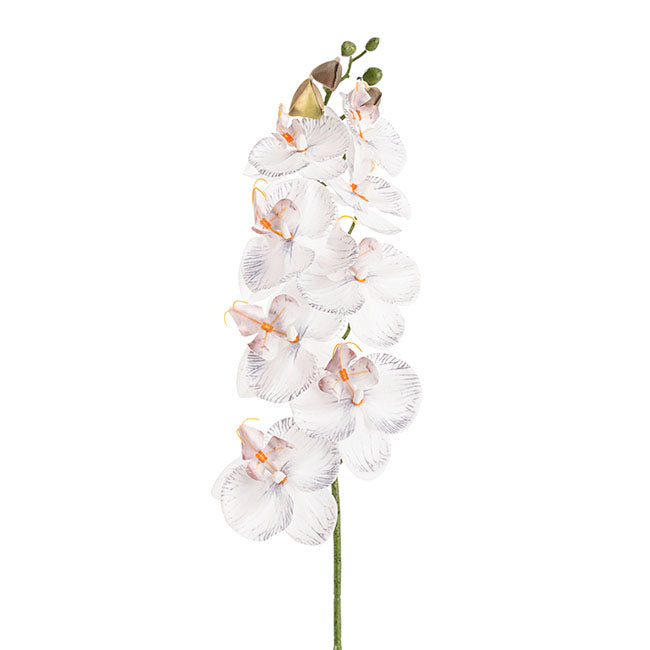 Phalaenopsis Orchid Real Look 8 Flowers White Grey (78cmH)
