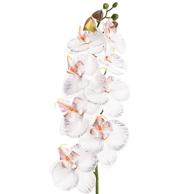 Phalaenopsis Orchid Real Look 8 Flowers White Grey (78cmH)