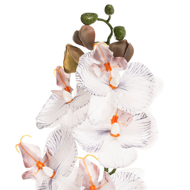Phalaenopsis Orchid Real Look 8 Flowers White Grey (78cmH)