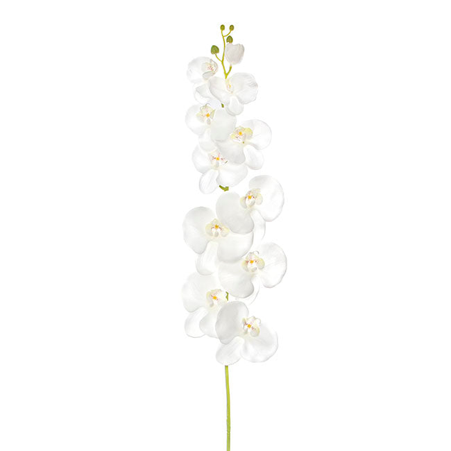 Phalaenopsis Orchid Real Touch 11 flowers White (126cmH)