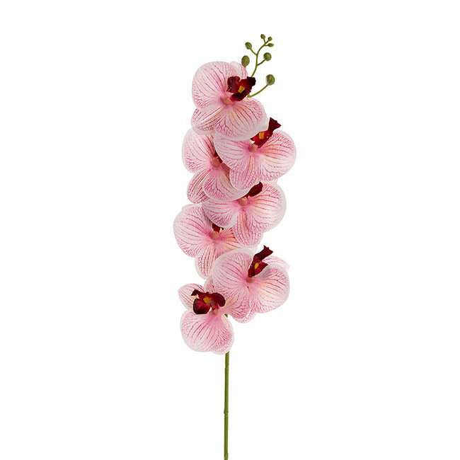 Real Touch Phalaenopsis Orchid Stem x7 Head Wine (85cmH)