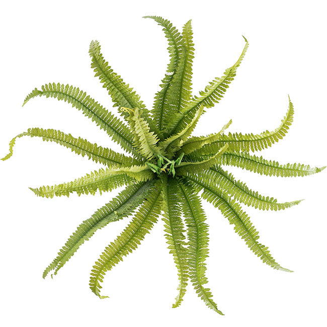 Boston Fern Bush Spray Green (60x60x55cmH)