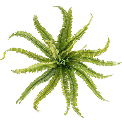 Boston Fern Bush Spray Green (60x60x55cmH)