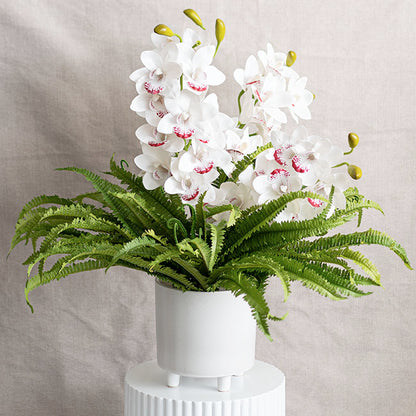 Boston Fern Bush Spray Green (60x60x55cmH)