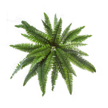 Hanging Plants Boston Fern Bush Green (50cmD)