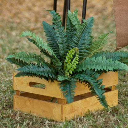 Hanging Plants Boston Fern Bush Green (50cmD)