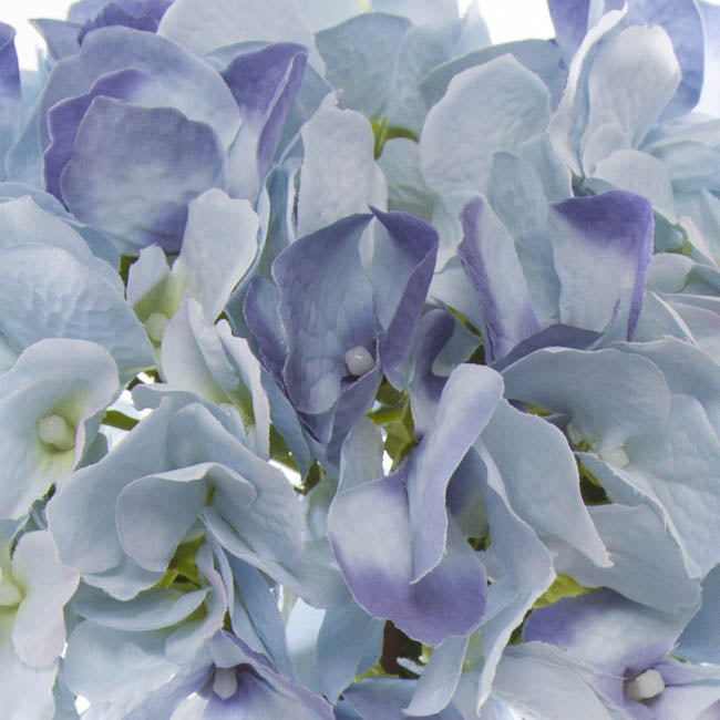 Hydrangea Victoria Bouquet Light Blue (32cmH)