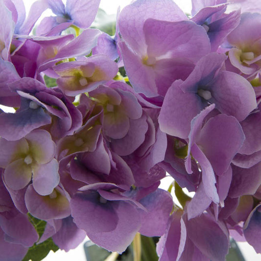 Hydrangea Victoria Bouquet Purple (32cmH)
