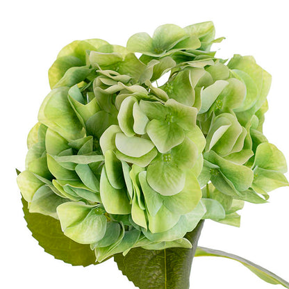 Hydrangea Stem 3D Petal Real Touch Soft Green (22cmDx66cmH)
