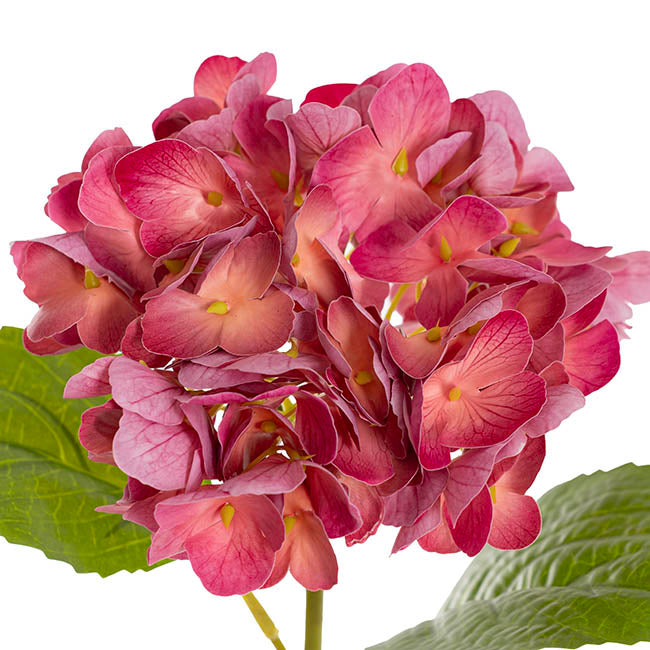 Mophead Hydrangea Stem Ombre Hot Pink (16cmDx53cmH)