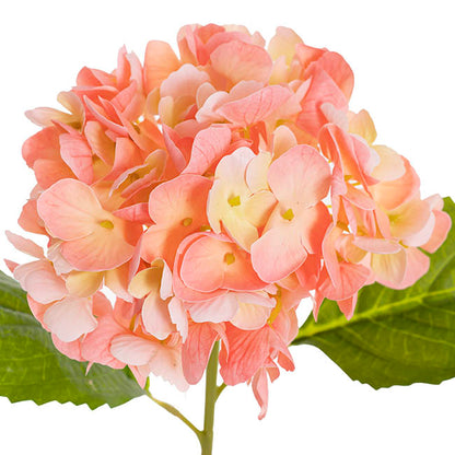 Mophead Hydrangea Stem Real Touch Yellow Pink (16cmDx53cmH)