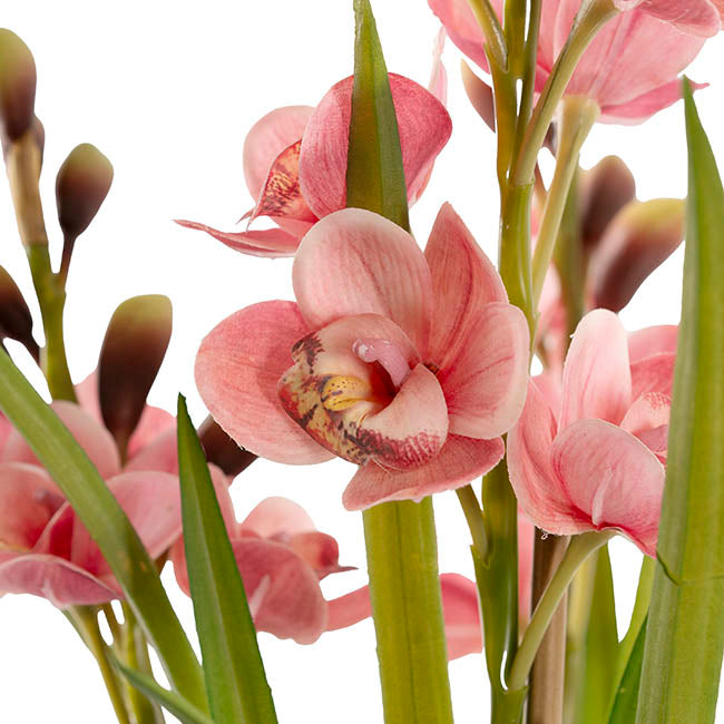 Cymbidium Orchid Real Touch 3 Stem Potted Pink (81cmH)