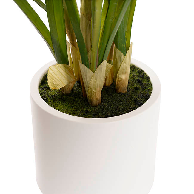 Cymbidium Orchid Real Touch 3 Stem Potted Pink (81cmH)